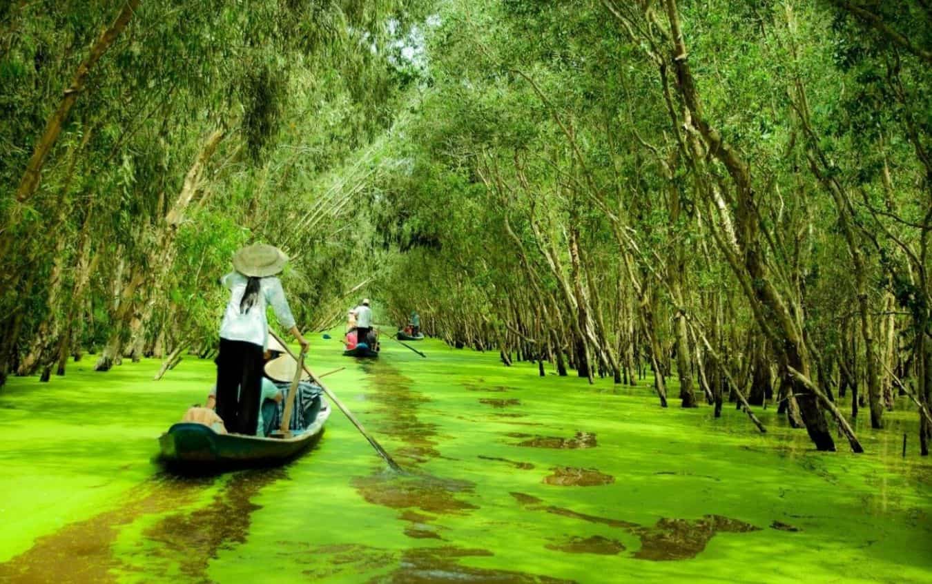 Tra Su Cajeput Forest